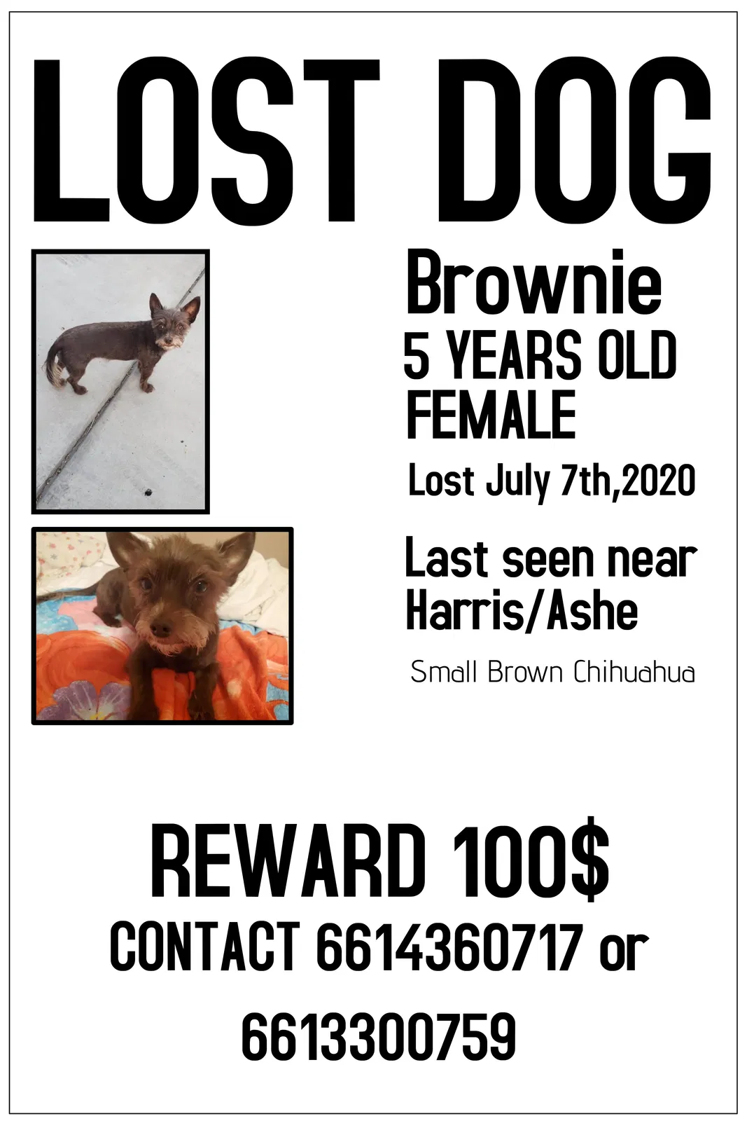 Lost dog in Bakersfield, CA, 93313