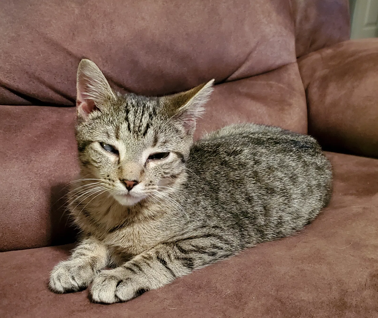Lost cat in Fort Wayne, IN, 46825
