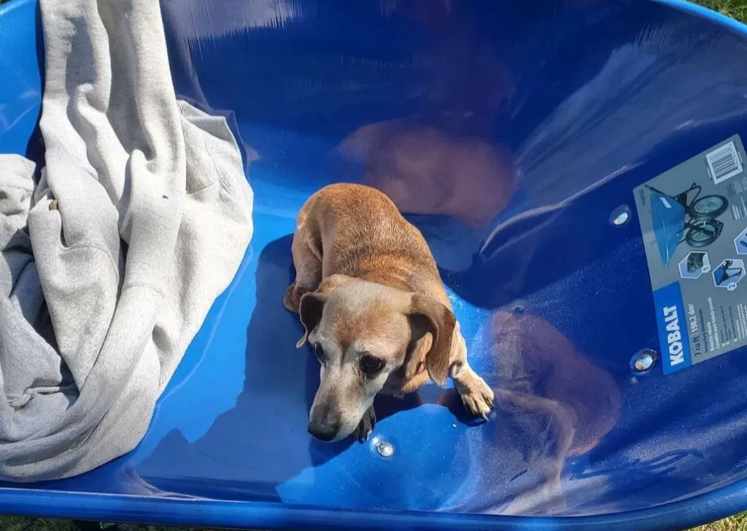 Lost dog in Dandridge, TN, 37725