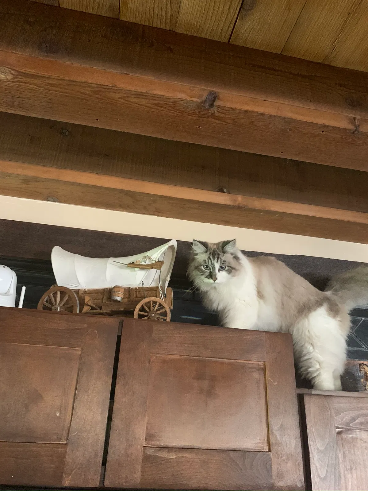 Lost cat in Denver, CO, 80215