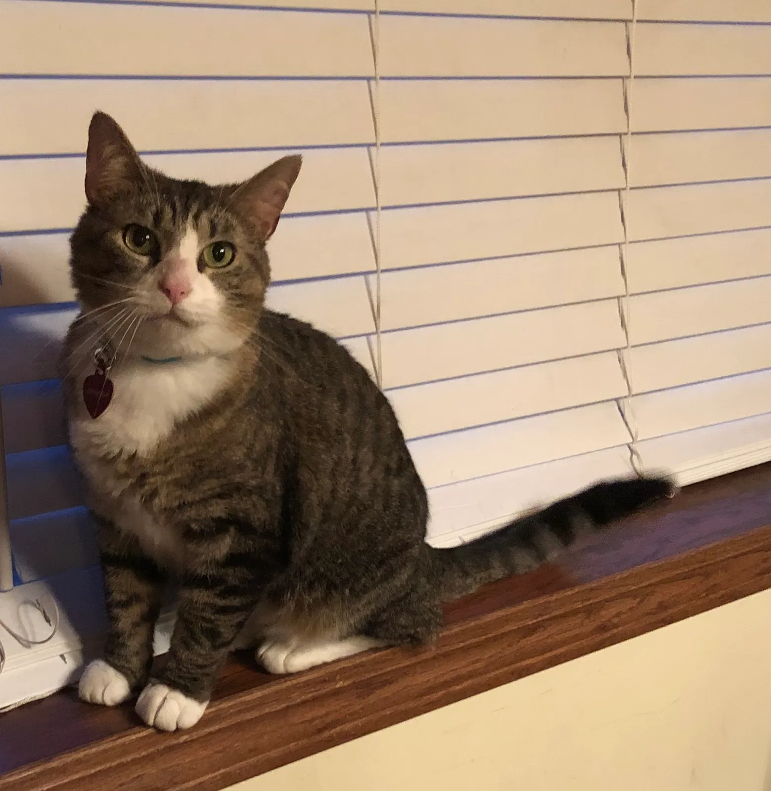Lost cat in Enon, OH, 45323