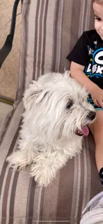 Lost dog in North Las Vegas, NV, 89086