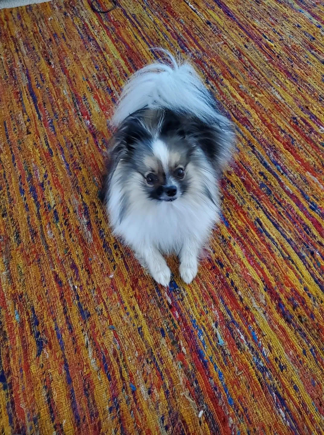 Lost dog in Rogers, AR, 72756