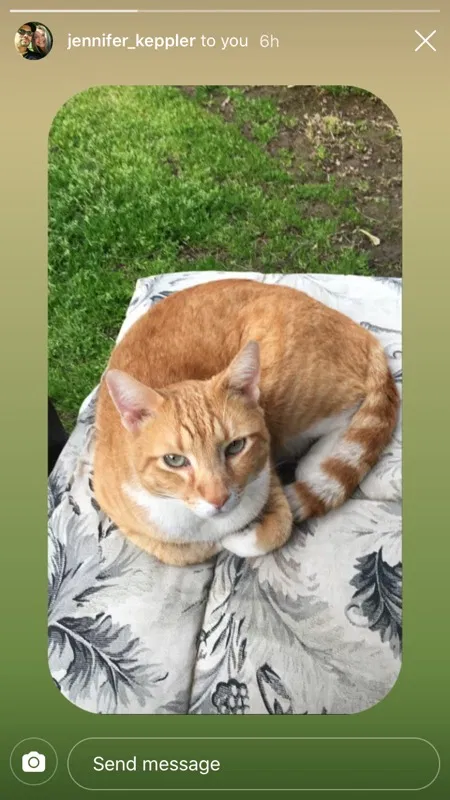 Lost cat in Fresno, CA, 93704