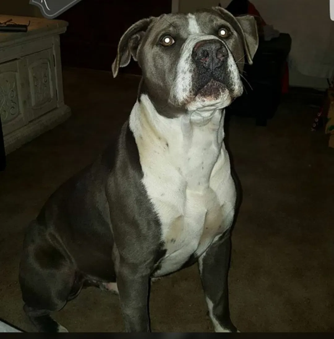 Lost dog in Tulsa, OK, 74145