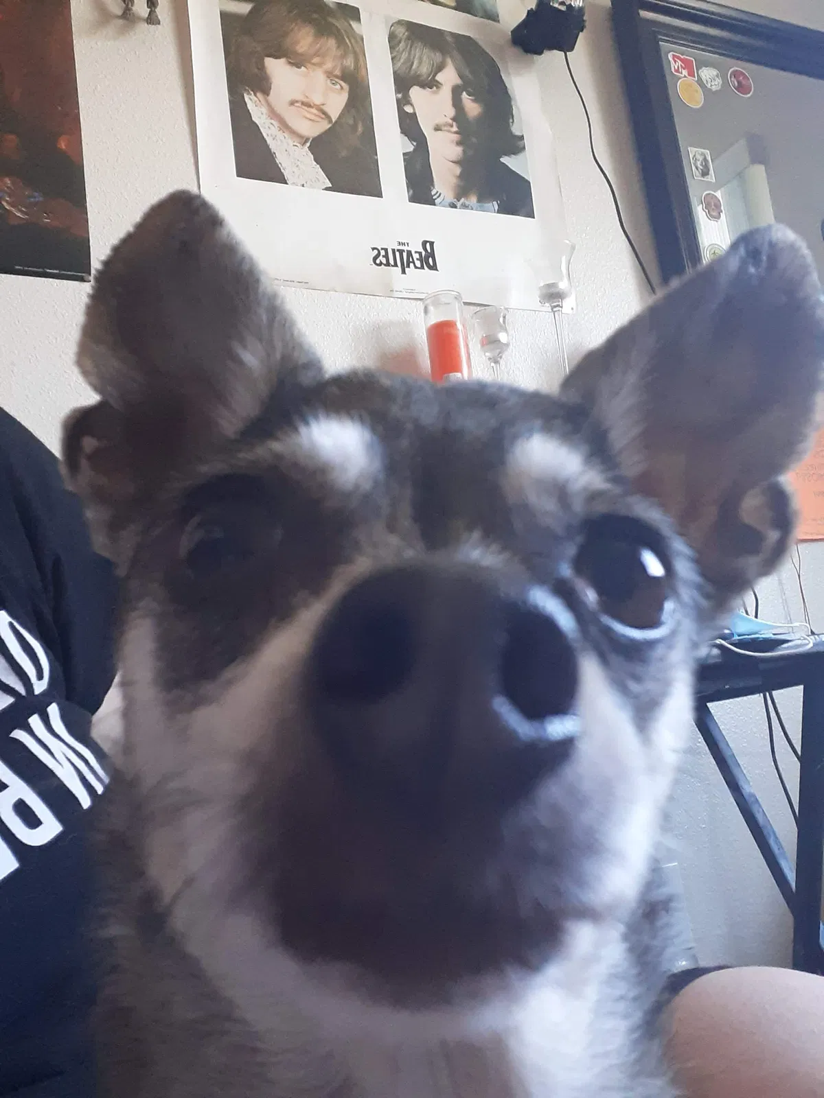 Lost dog in Sacramento, CA, 95838
