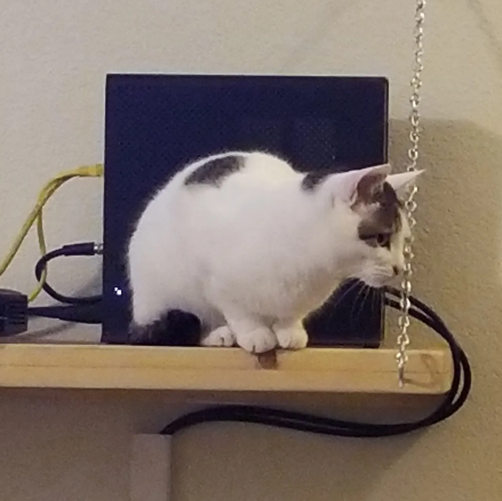 Lost cat in North Las Vegas, NV, 89081