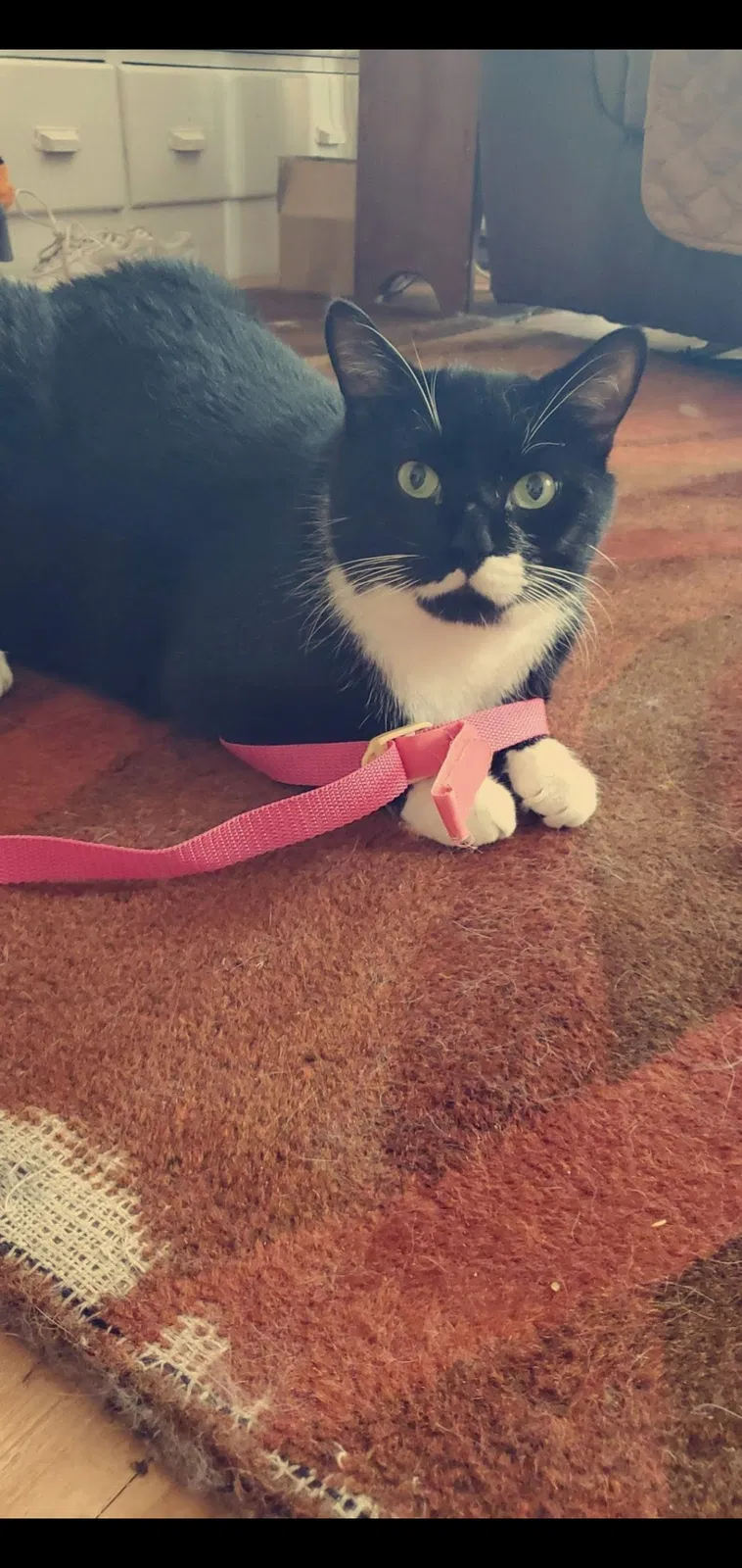 Lost cat in Franklin, MA, 2038