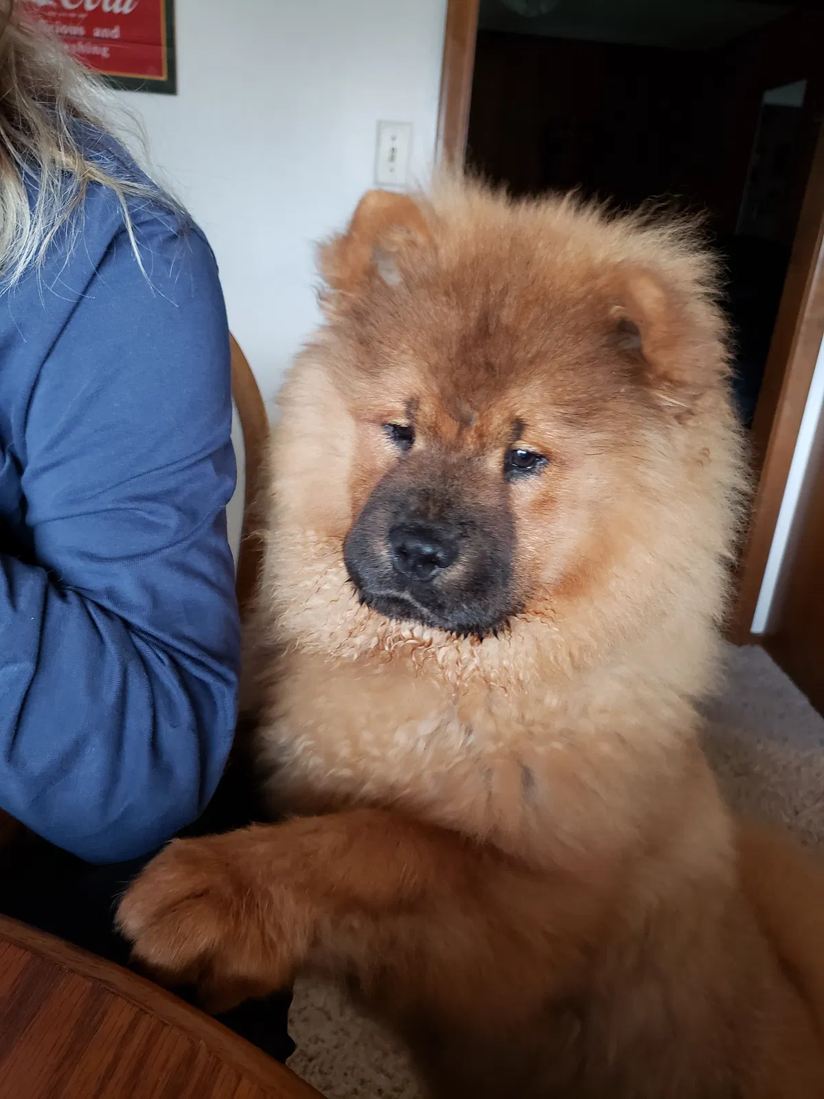 Lost dog in Tulsa, OK, 74145