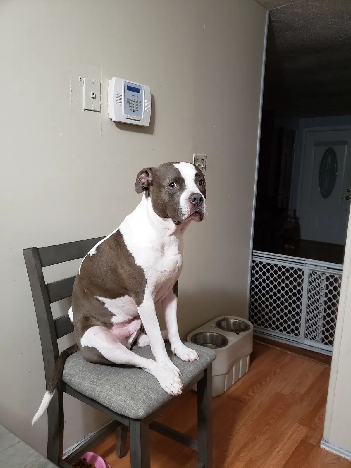 Lost dog in Columbia, MD, 21046