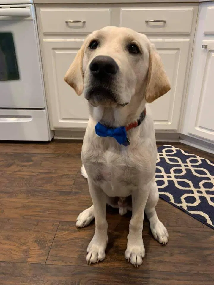 Lost dog in Uniontown, OH, 44685