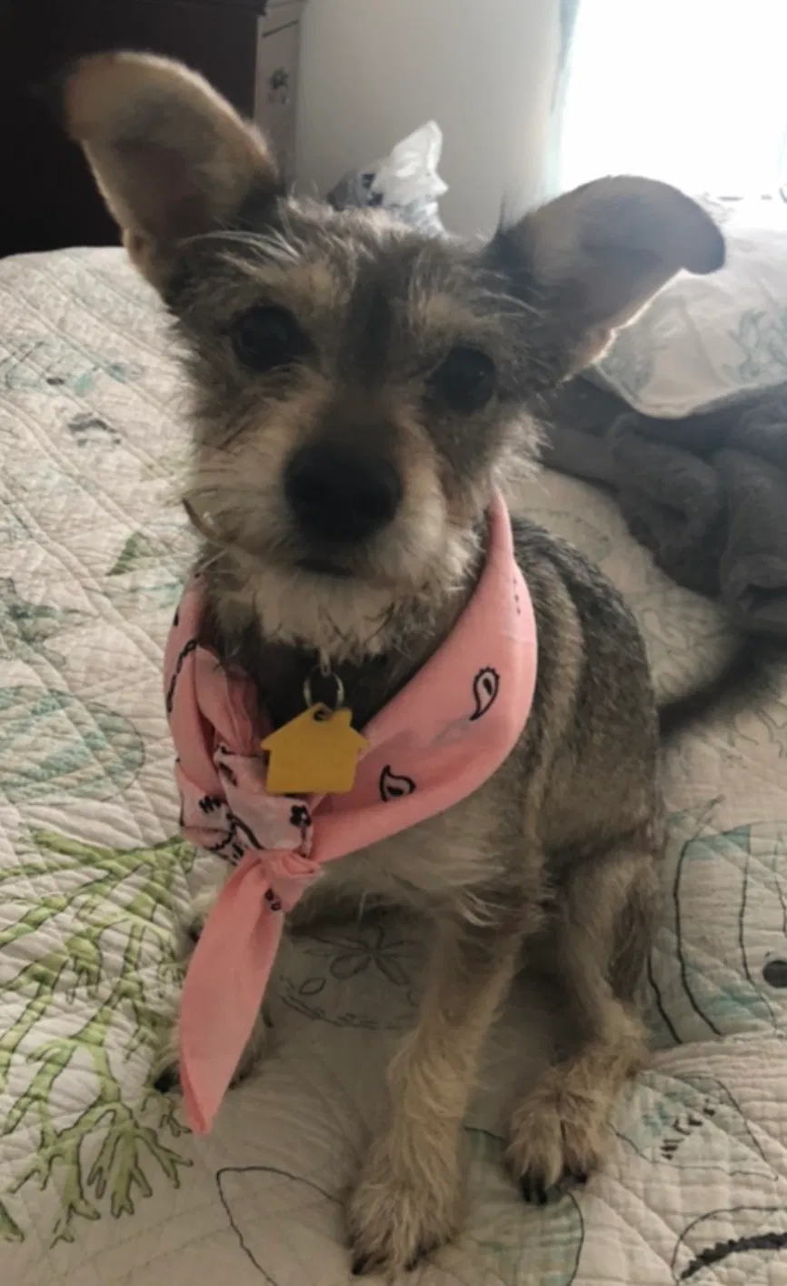 Lost dog in El Paso, TX, 79928