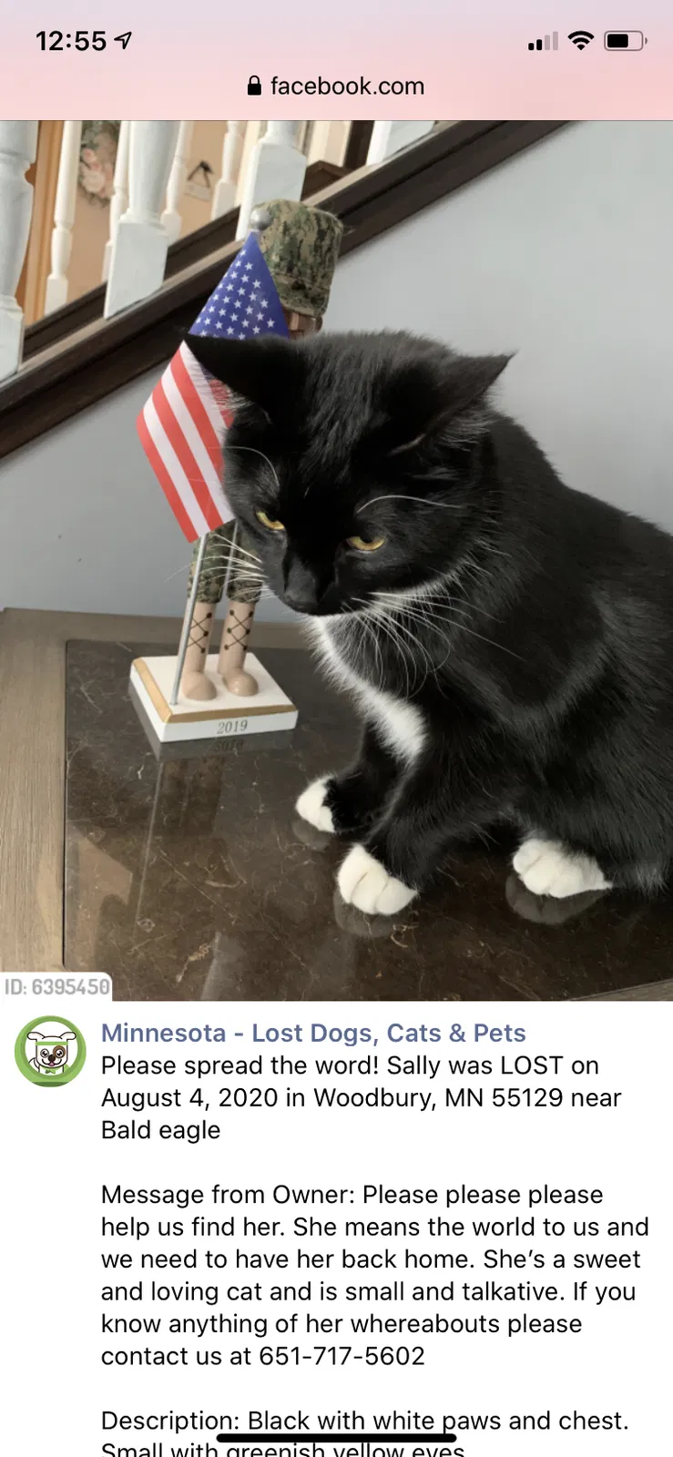Lost cat in Saint Paul, MN, 55129