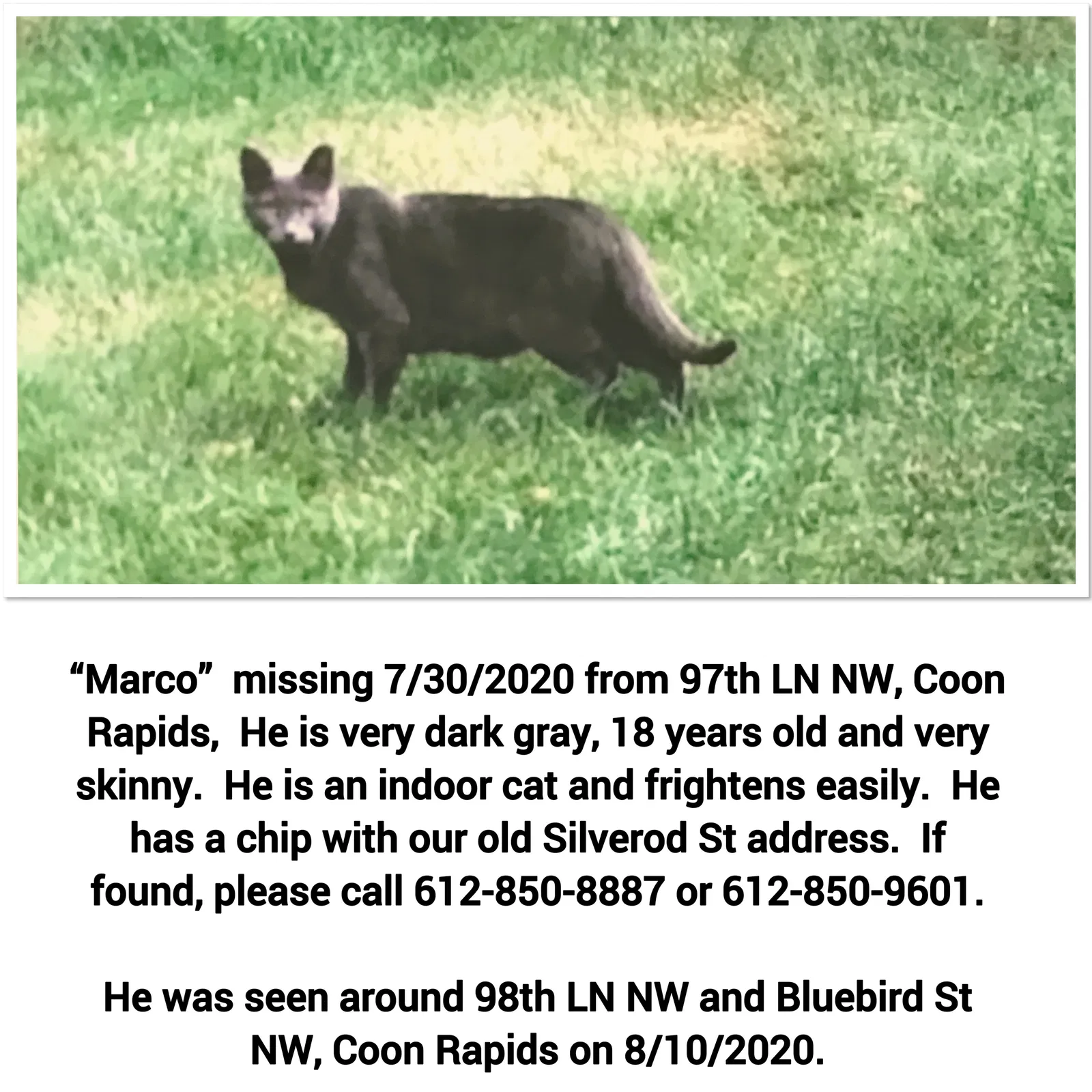 Lost cat in Minneapolis, MN, 55433