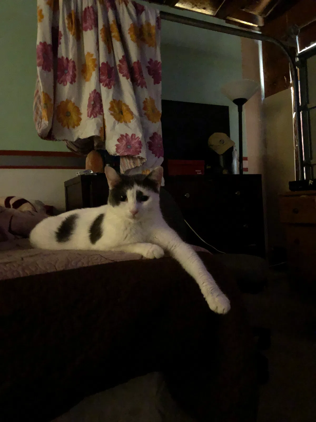 Lost cat in Oceanside, CA, 92057
