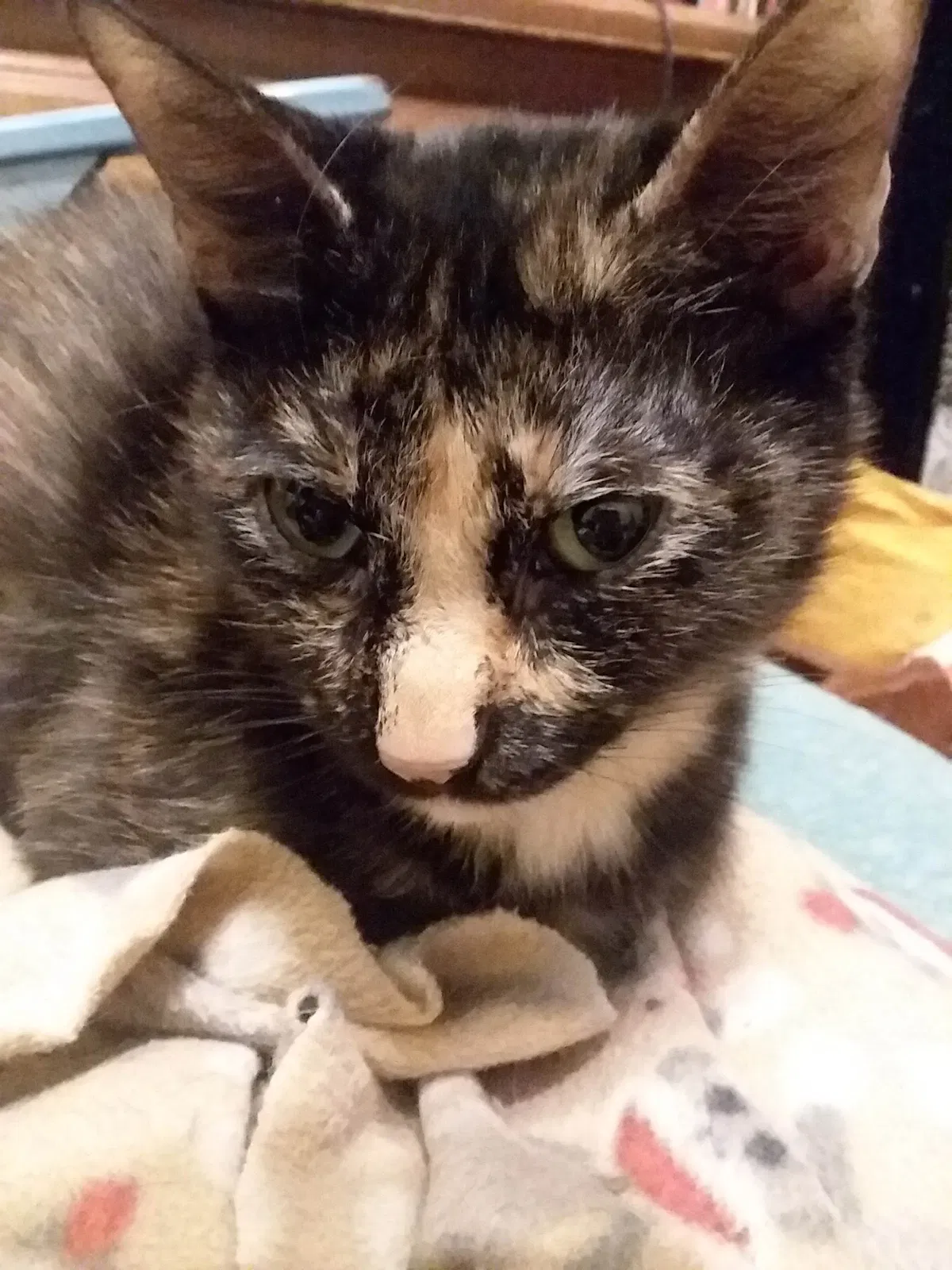 Lost cat in Sherman, TX, 75090