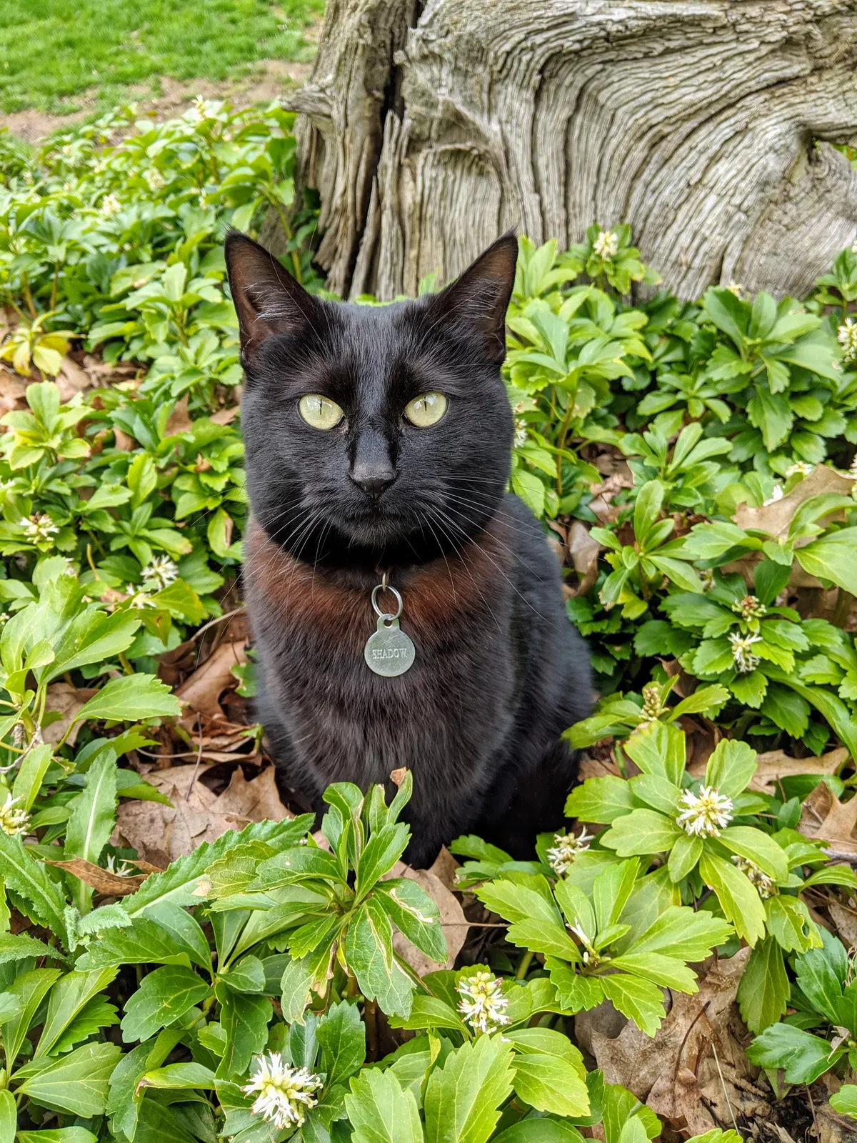Lost cat in Spring, TX, 77389