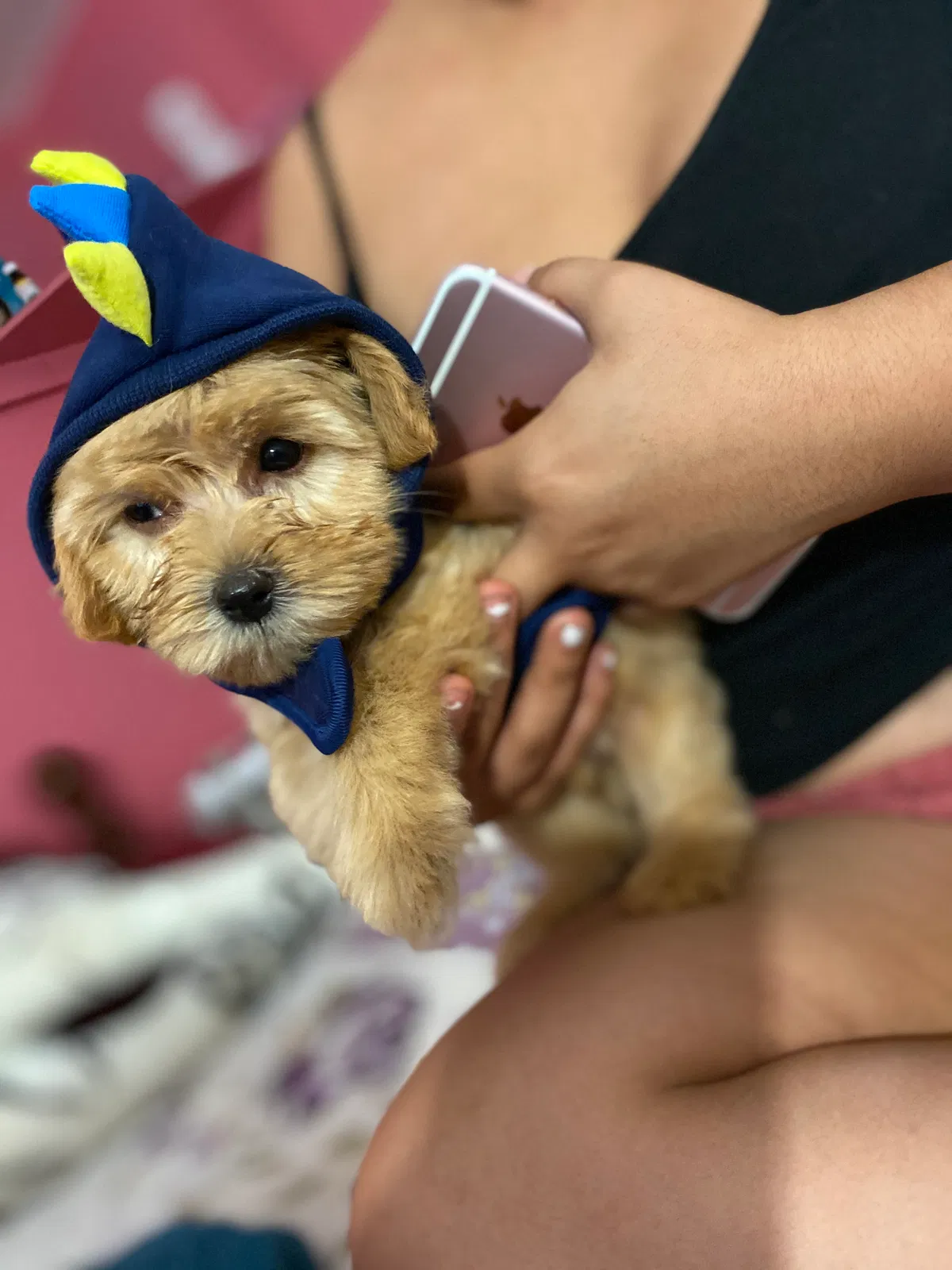 Lost dog in Waco, TX, 76706