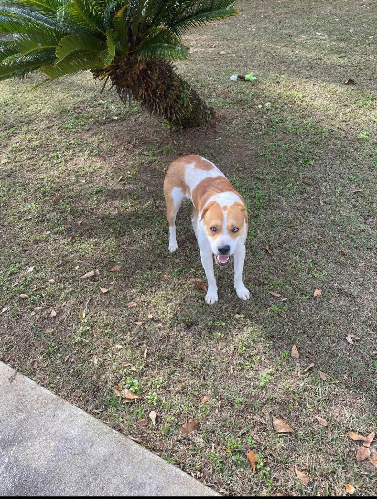 Lost dog in Havana, FL, 32333