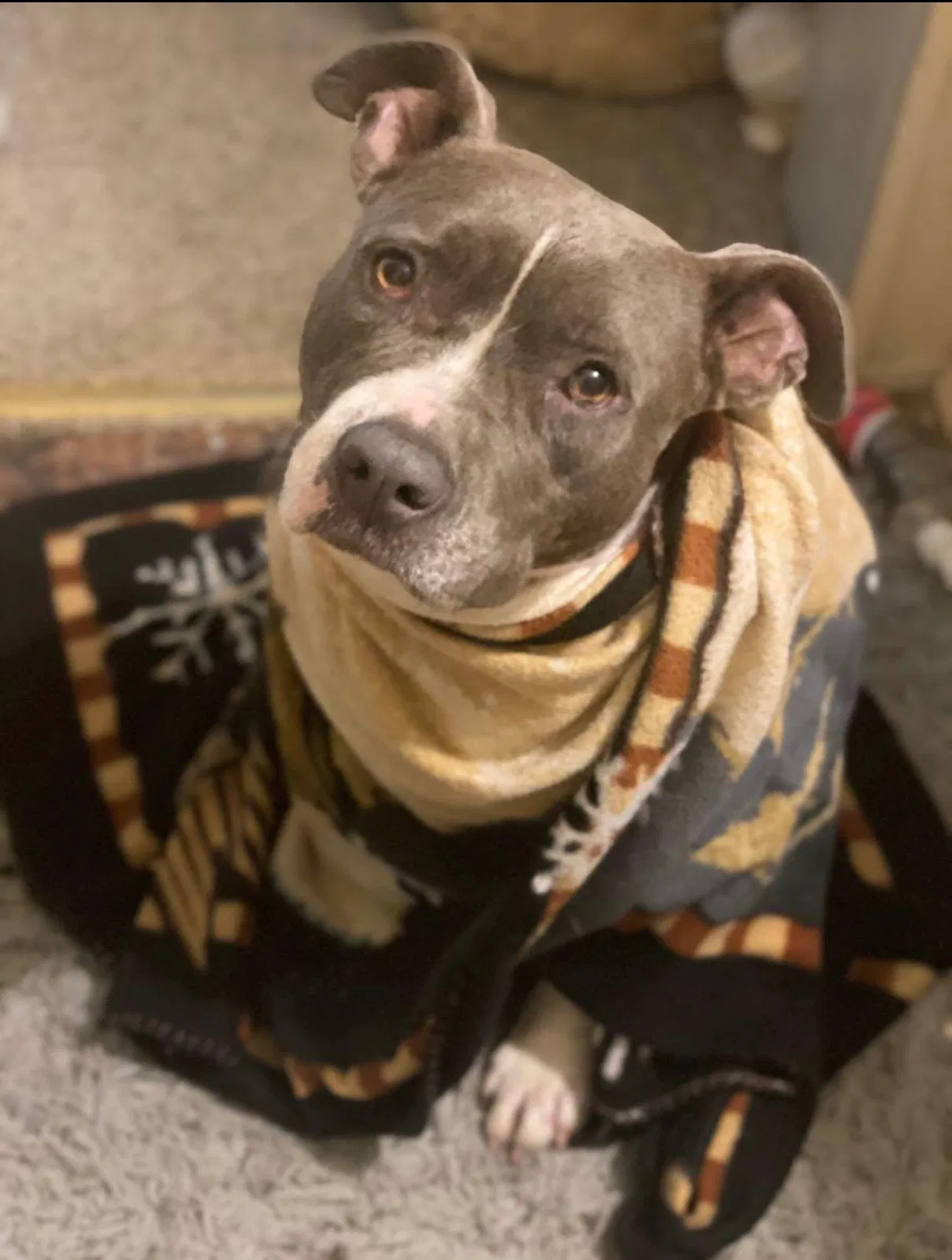 Lost dog in Havana, FL, 32333