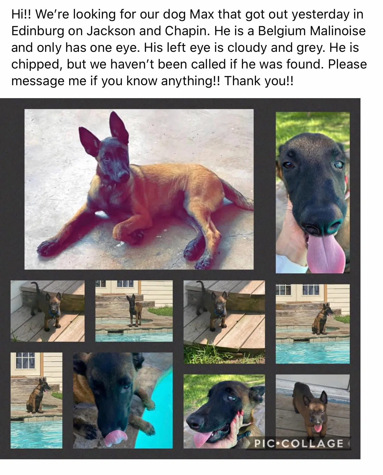 Lost dog in Edinburg, TX, 78541