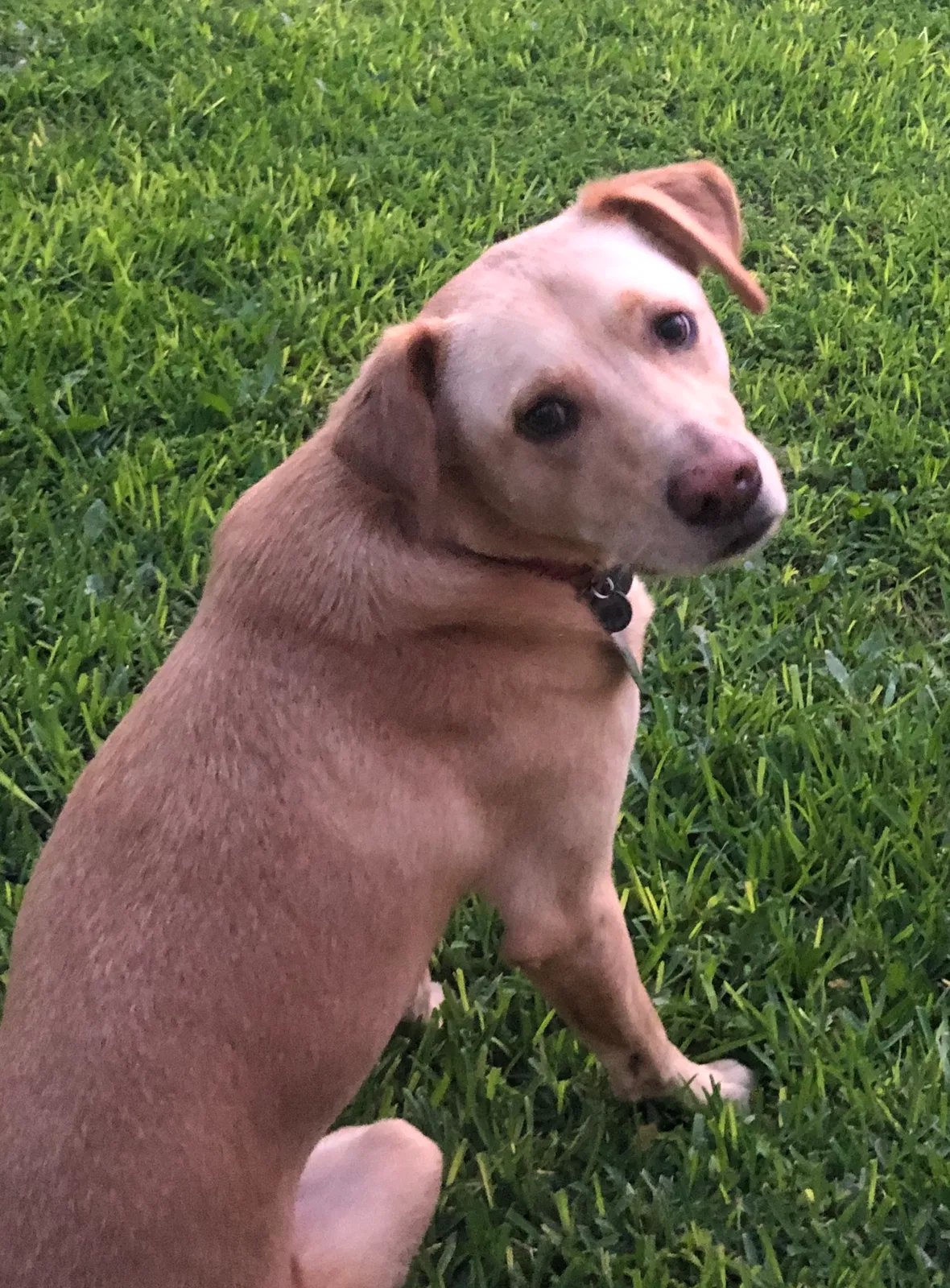 Lost dog in San Antonio, TX, 78239