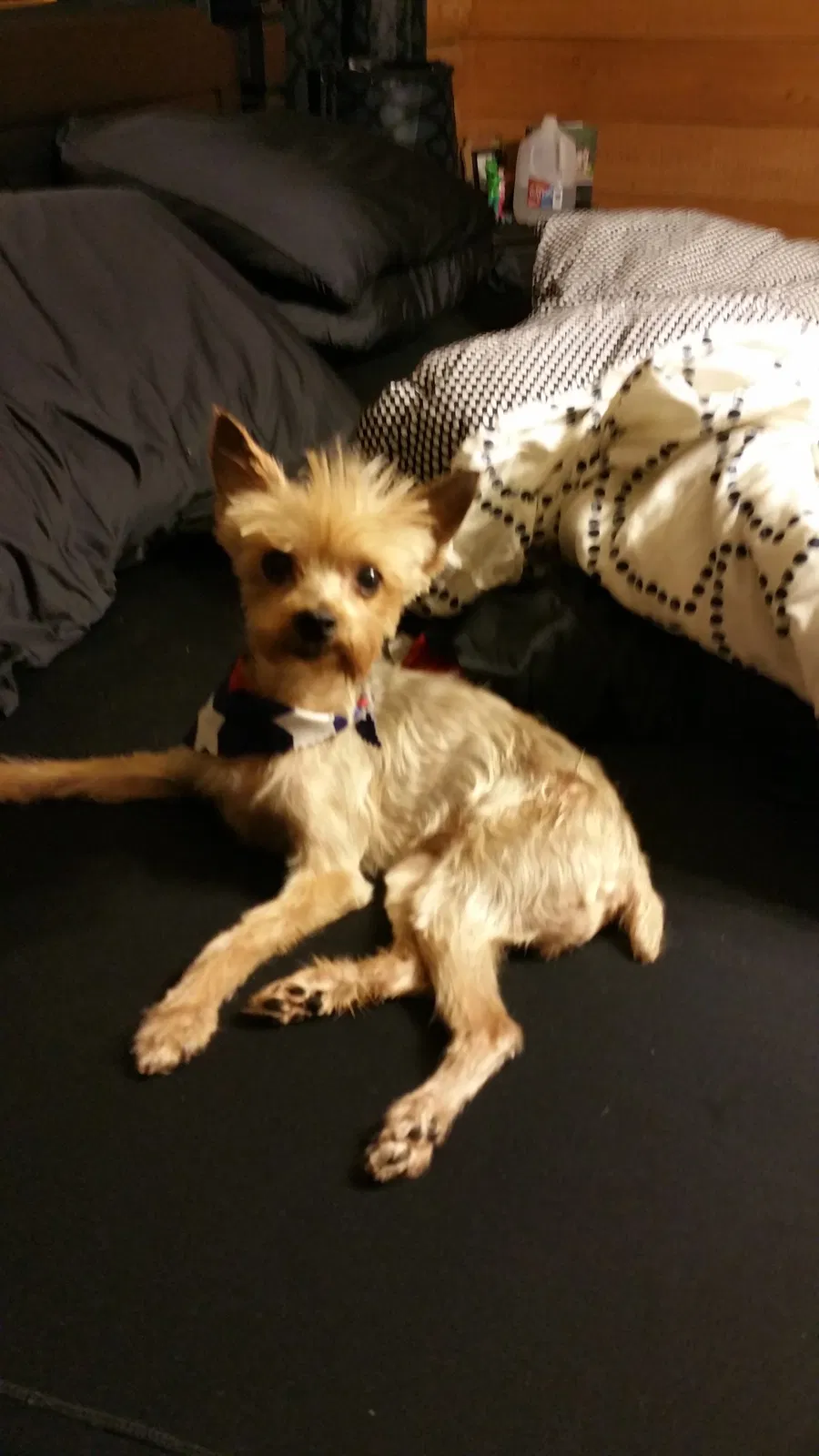 Lost dog in Saint Matthews, SC, 29135