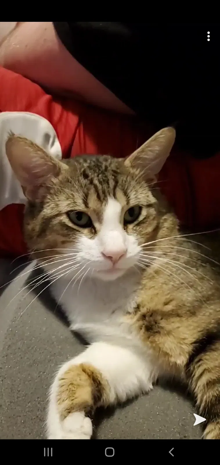 Lost cat in Cleveland, OH, 44134