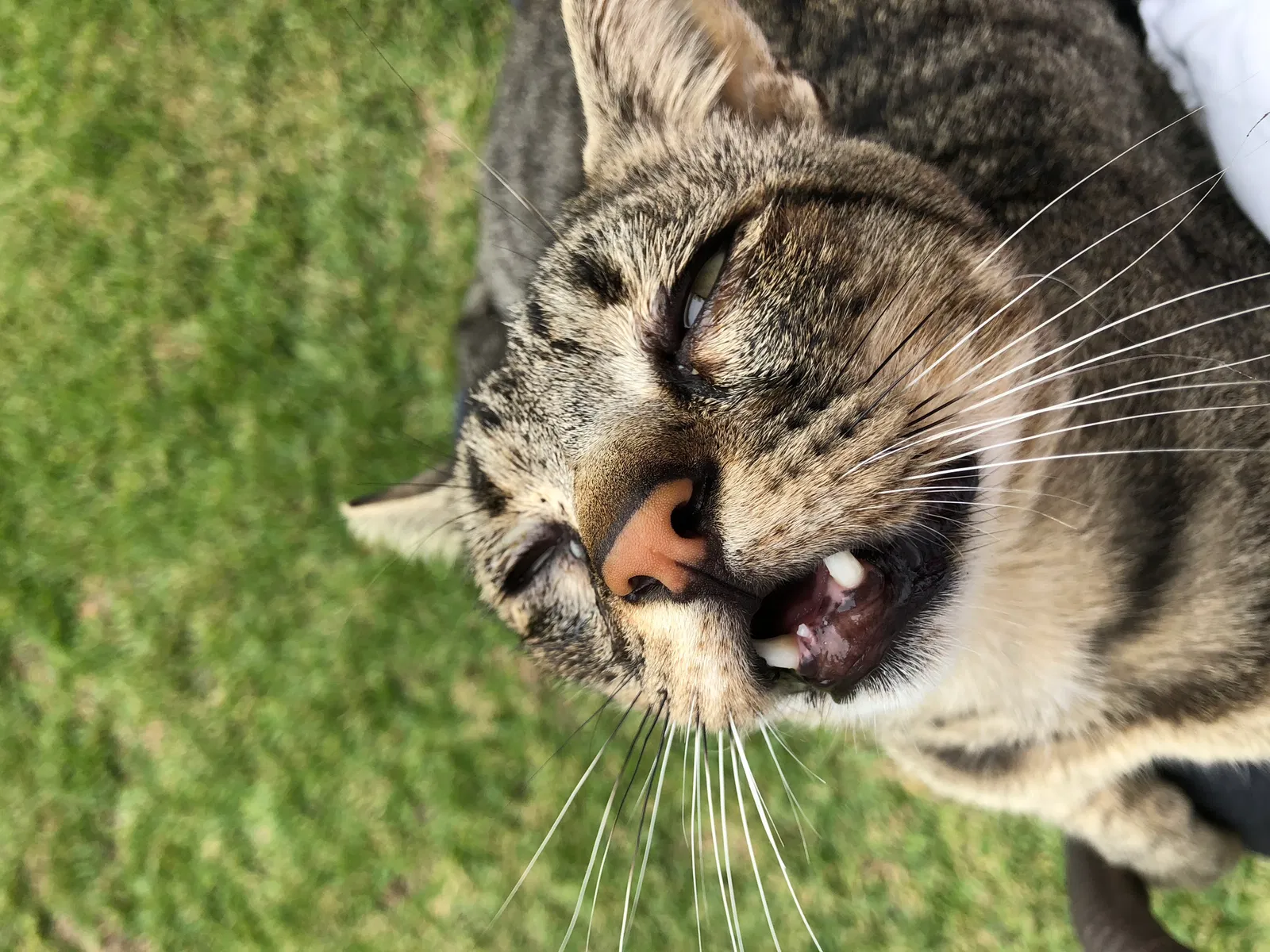 Lost cat in South Gate, CA, 90280
