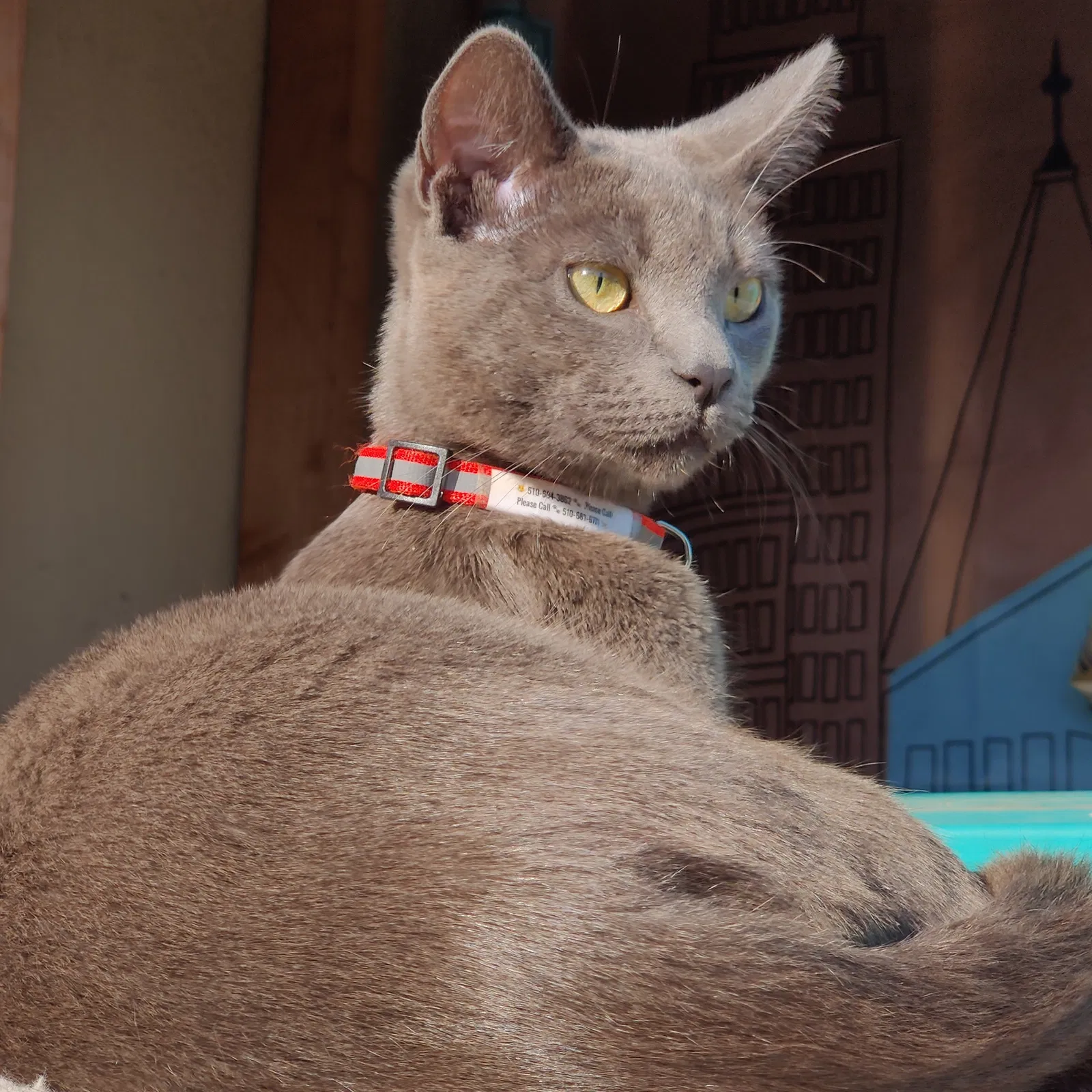 Lost cat in Berkeley, CA, 94703