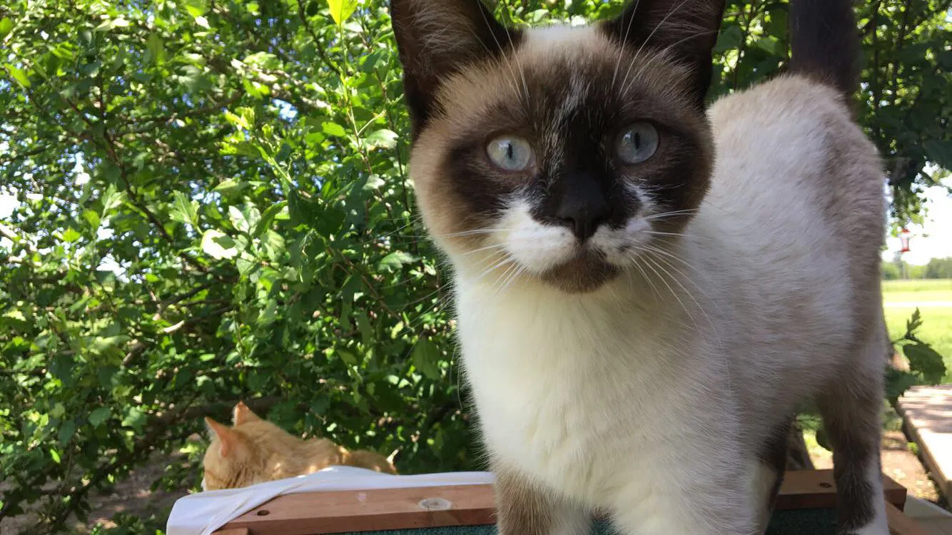 Lost cat in Duncan, OK, 73533