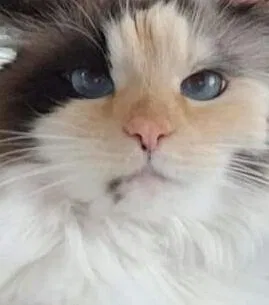 Lost cat in Maumee, OH, 43537