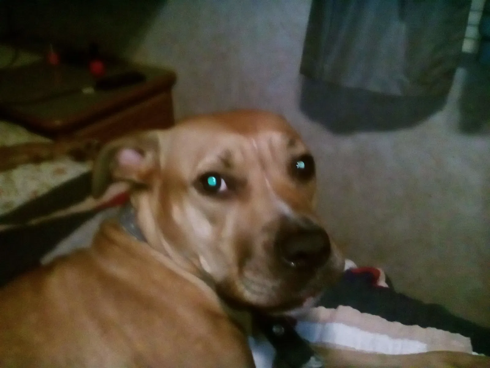 Lost dog in Bakersfield, CA, 93307