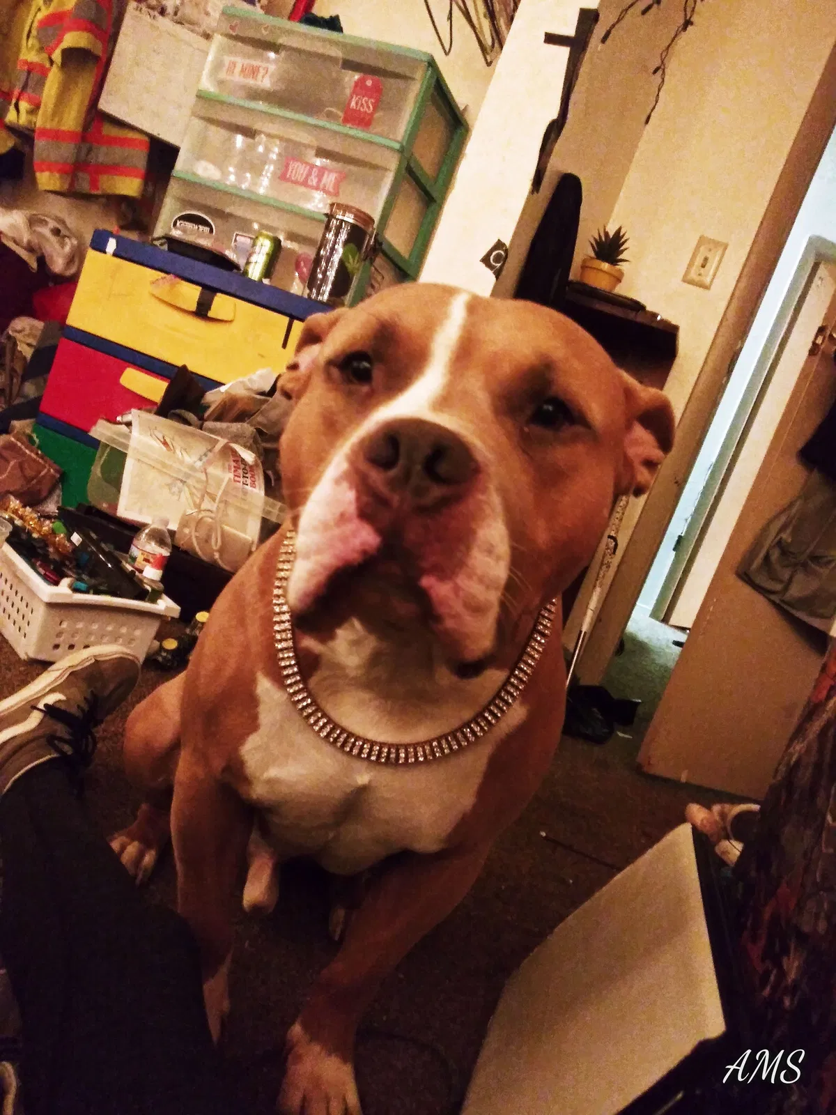 Lost dog in Colorado Springs, CO, 80909