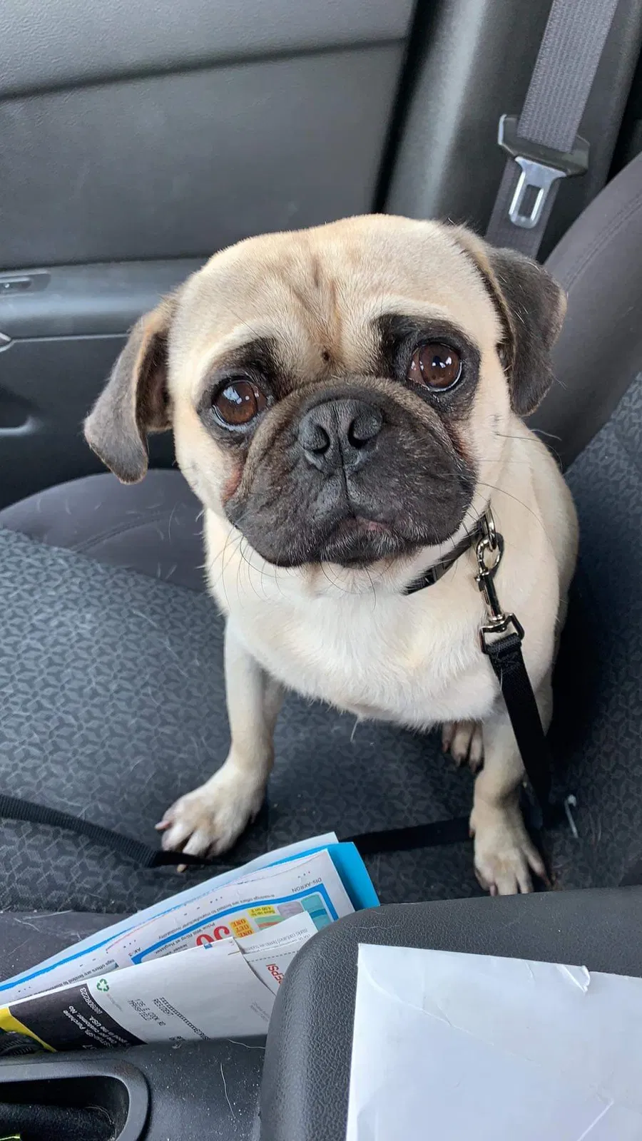 Lost dog in Mansfield, OH, 44907