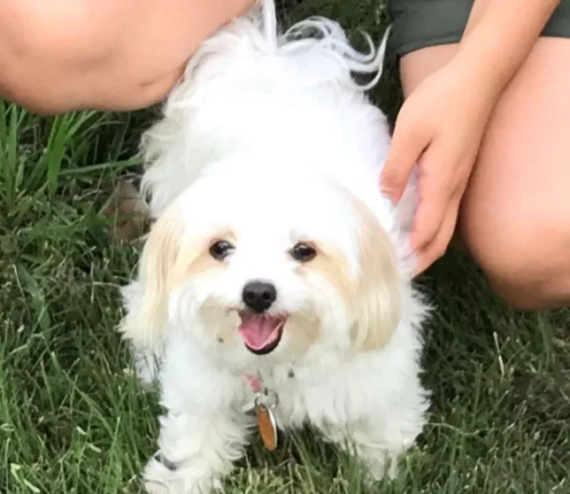 Lost dog in Fort Worth, TX, 76106