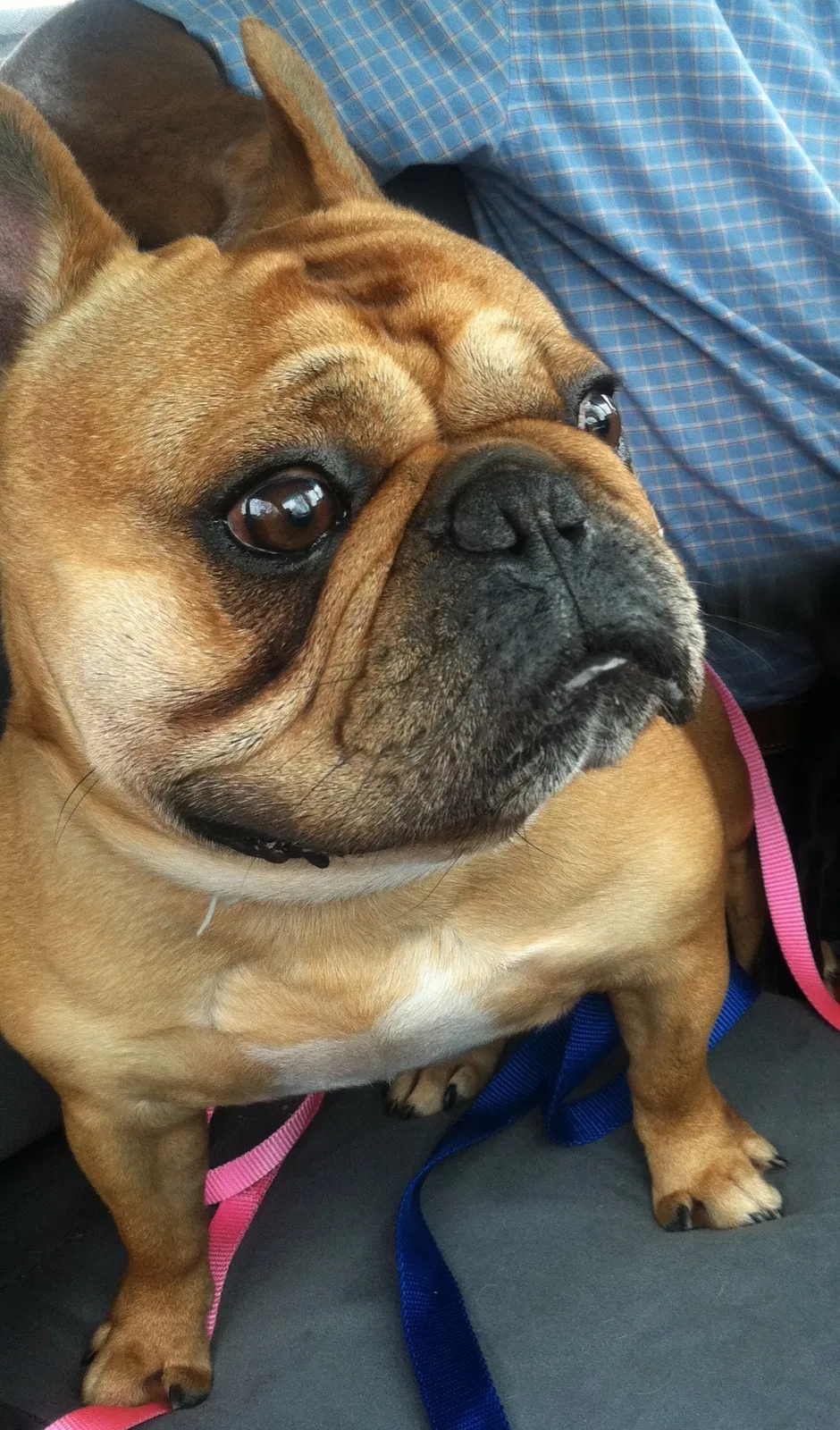 Lost dog in Vancleave, MS, 39565