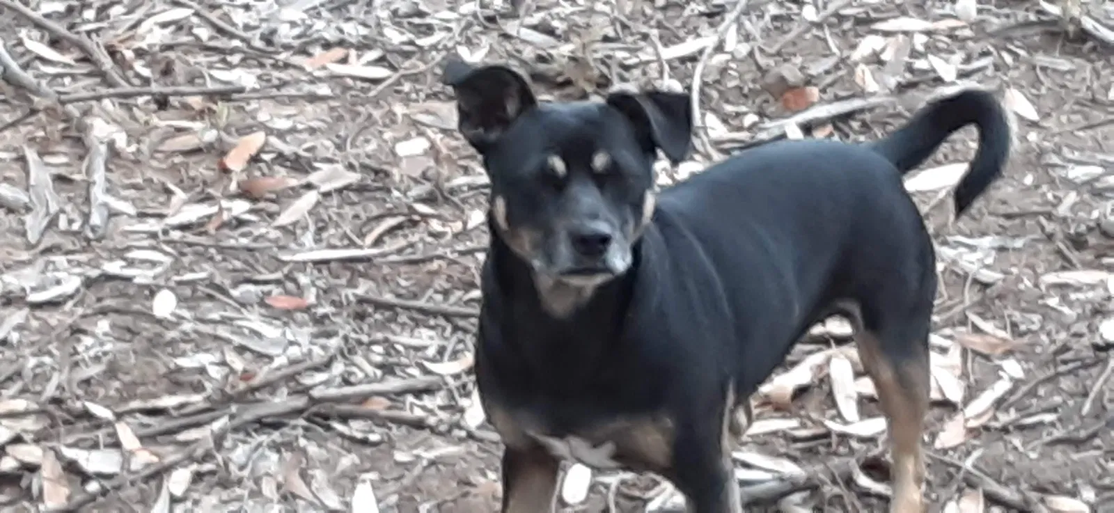 Lost dog in Beaumont, TX, 77705