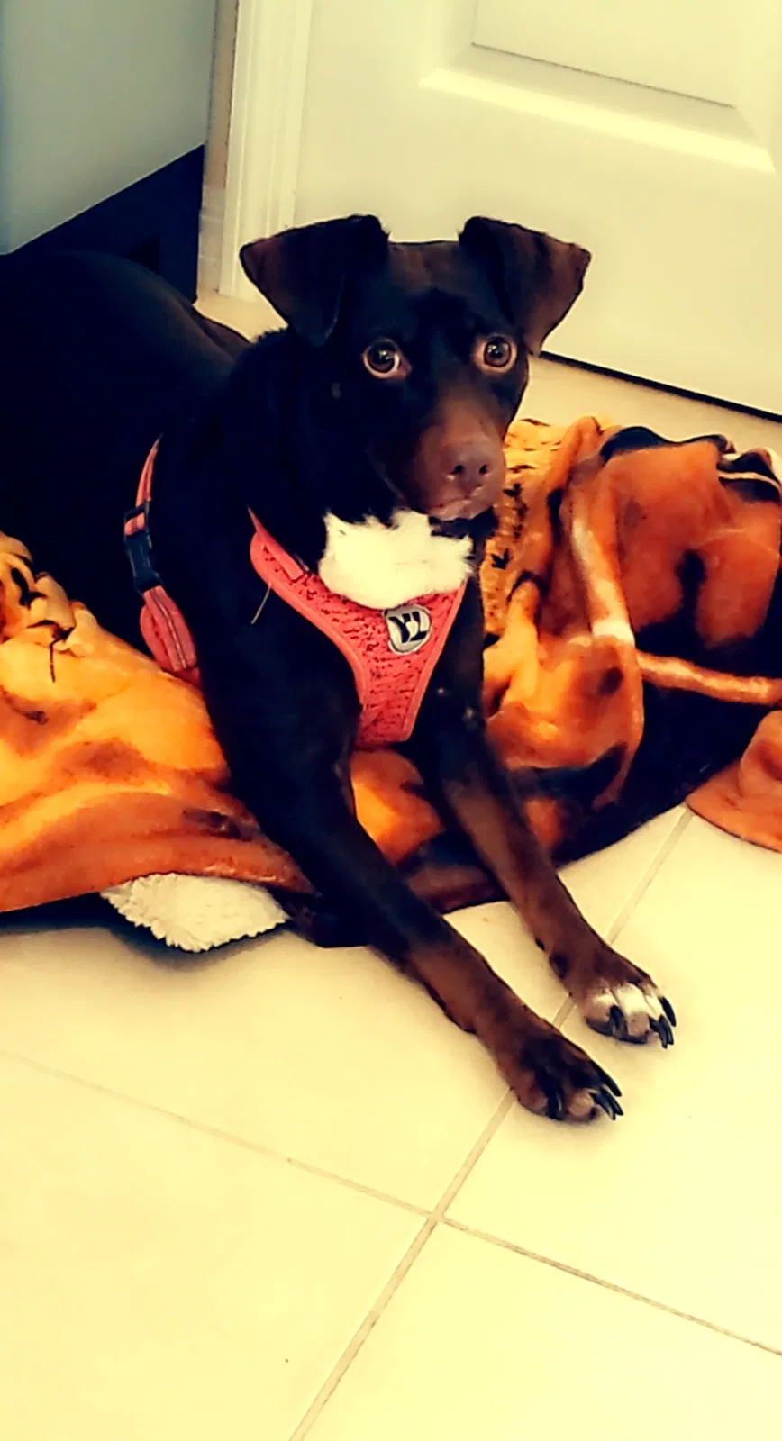 Lost dog in Cape Coral, FL, 33909