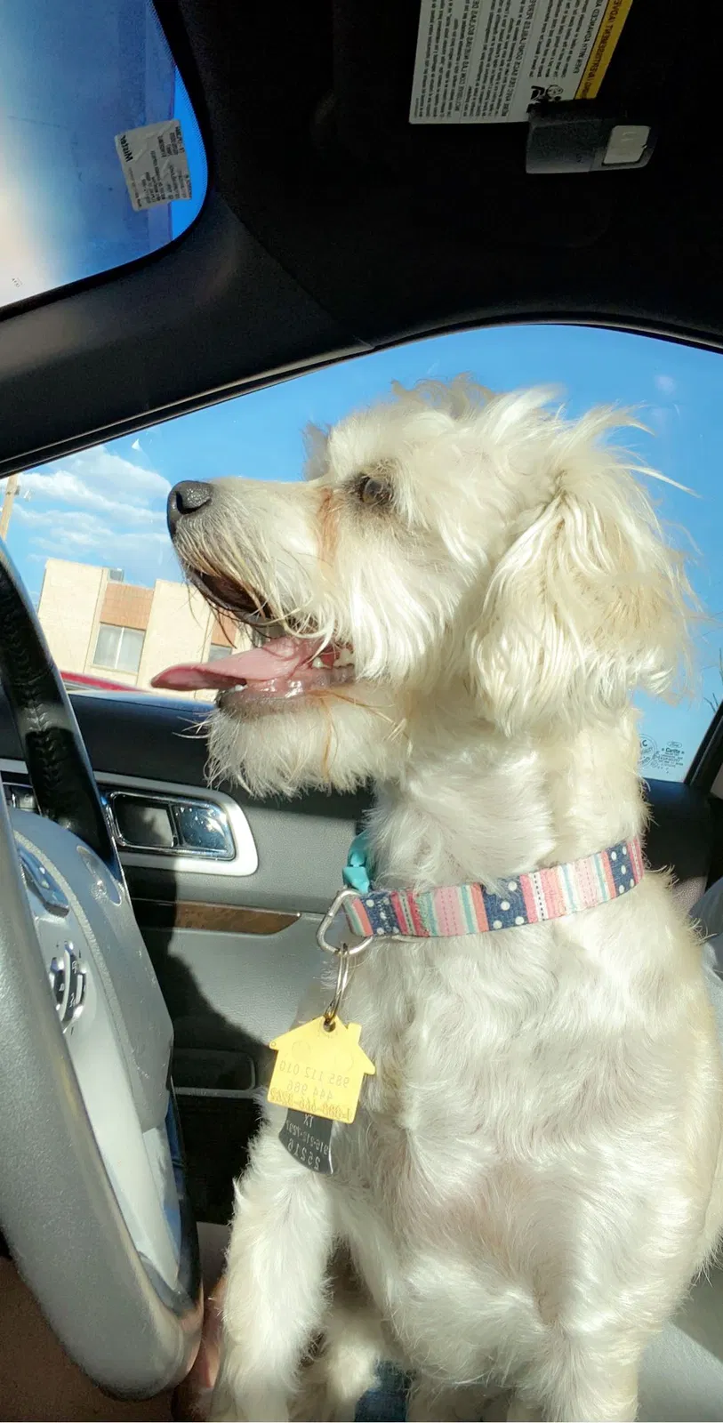 Lost dog in El Paso, TX, 79906