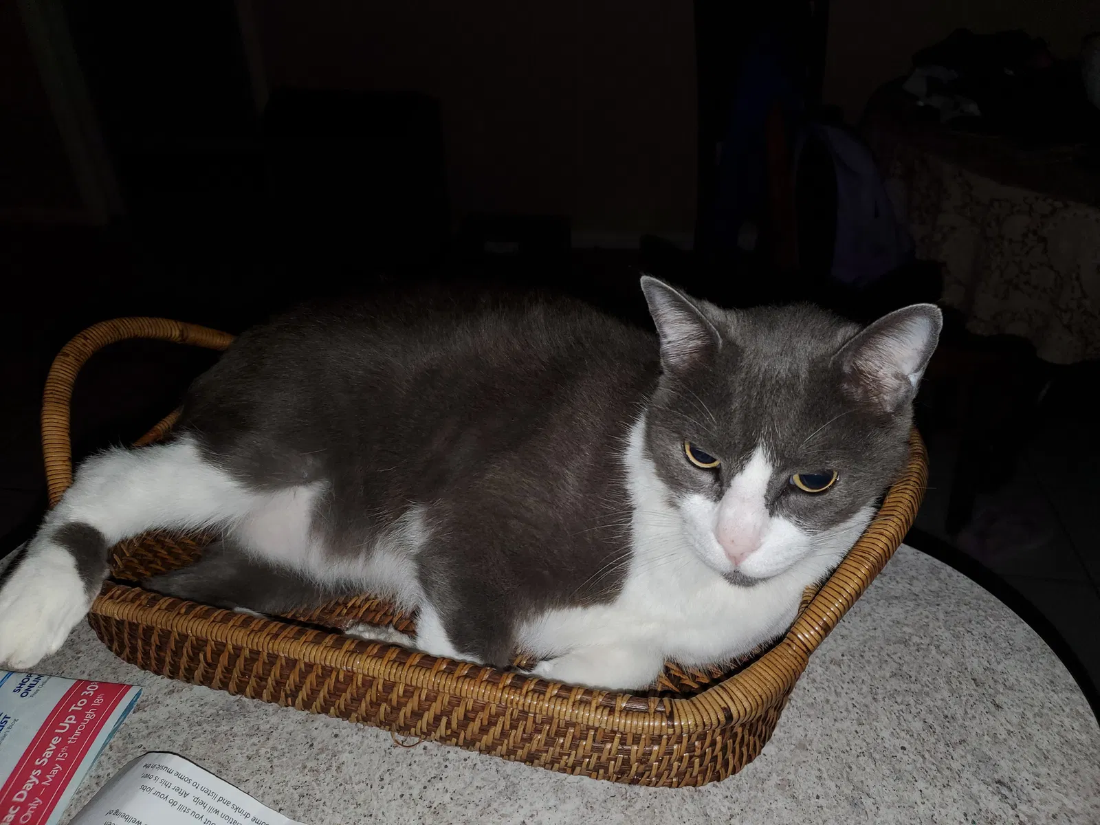 Lost cat in Lakeland, FL, 33813