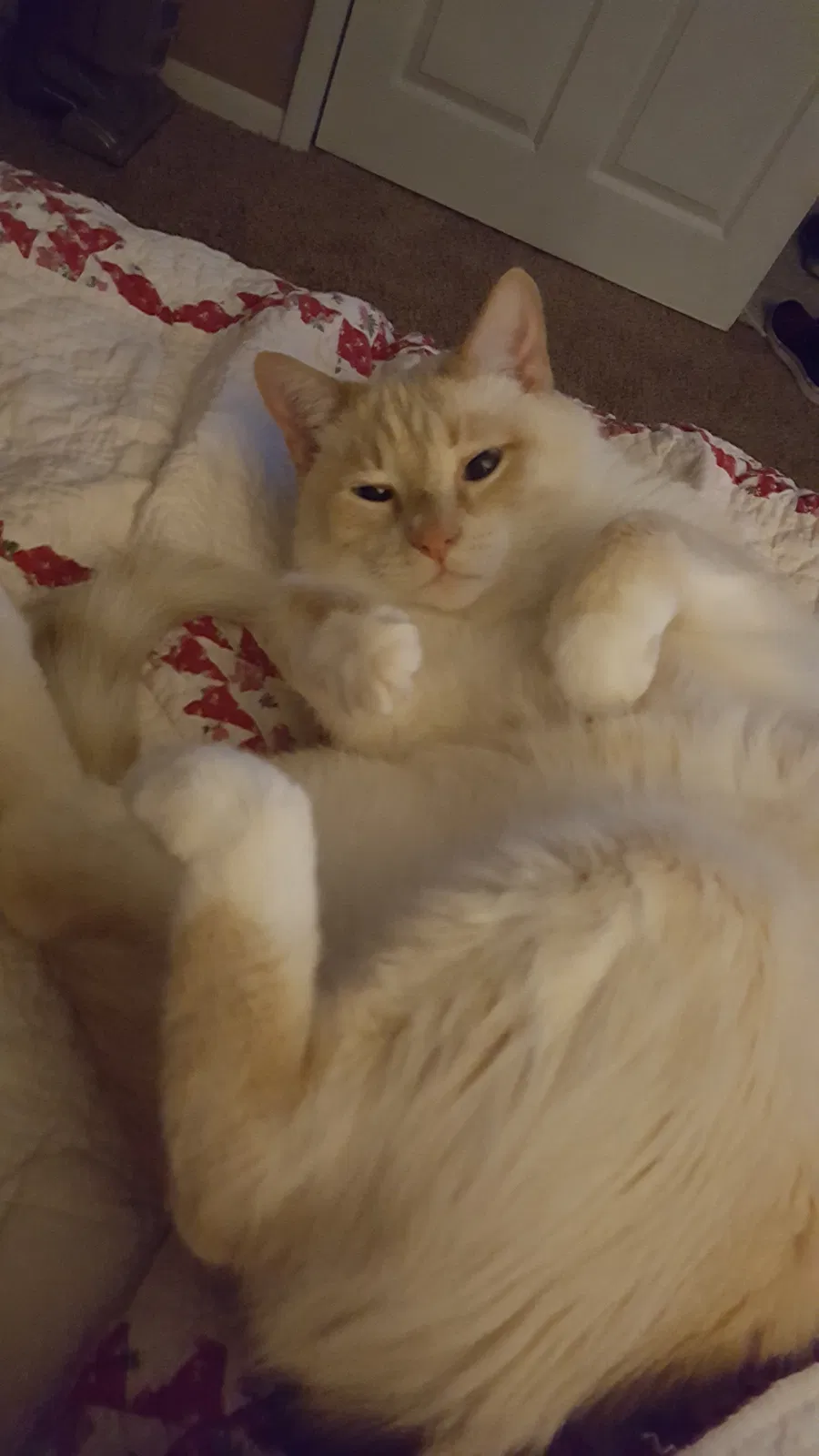 Lost cat in Peoria, IL, 61614