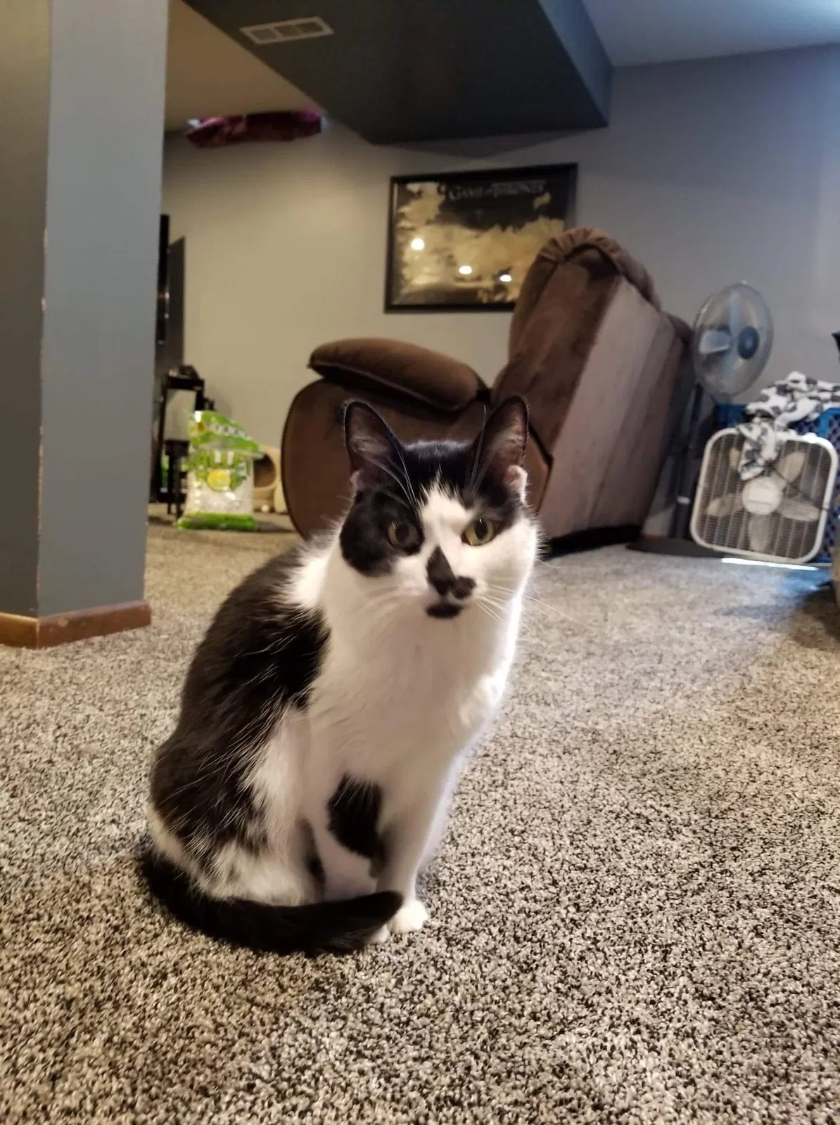 Lost cat in Waukesha, WI, 53188