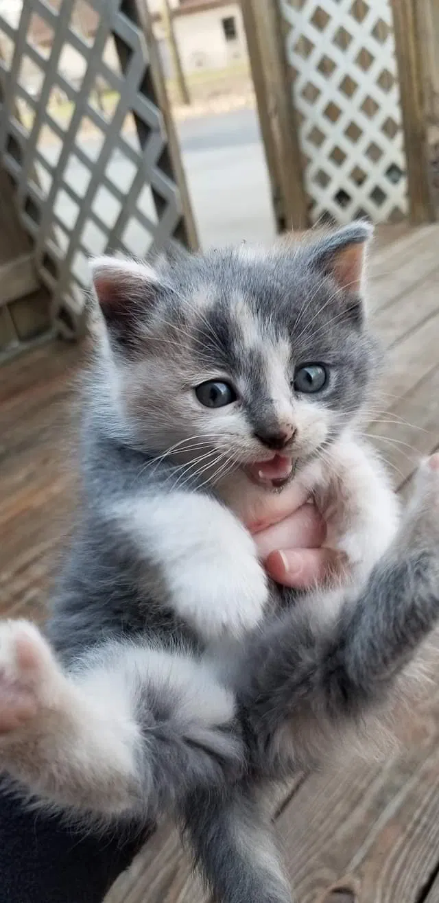Lost cat in Merrill, MI, 48637