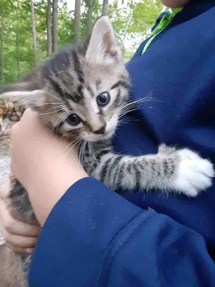 Lost cat in Merrill, MI, 48637