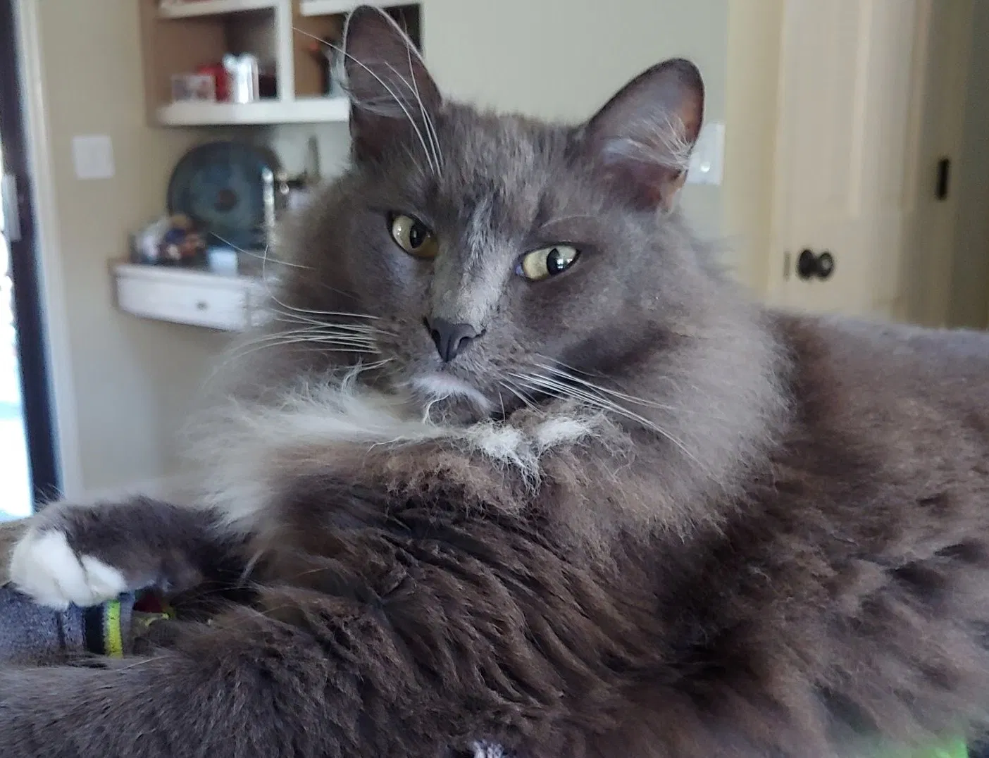 Lost cat in Marietta, GA, 30067