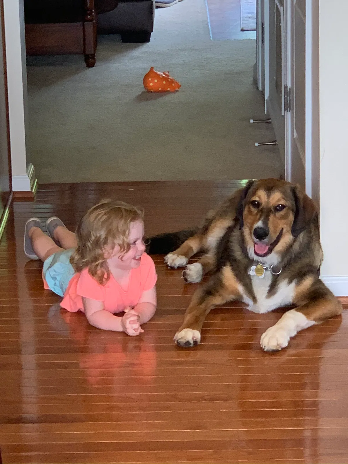 Lost dog in Unknown, WV, 25374