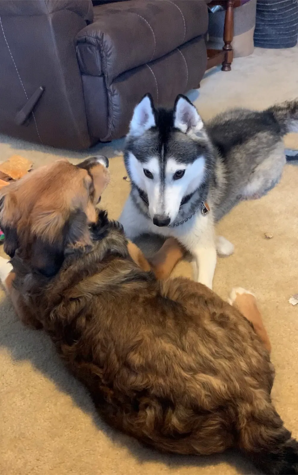 Lost dog in Independence, WV, 26374