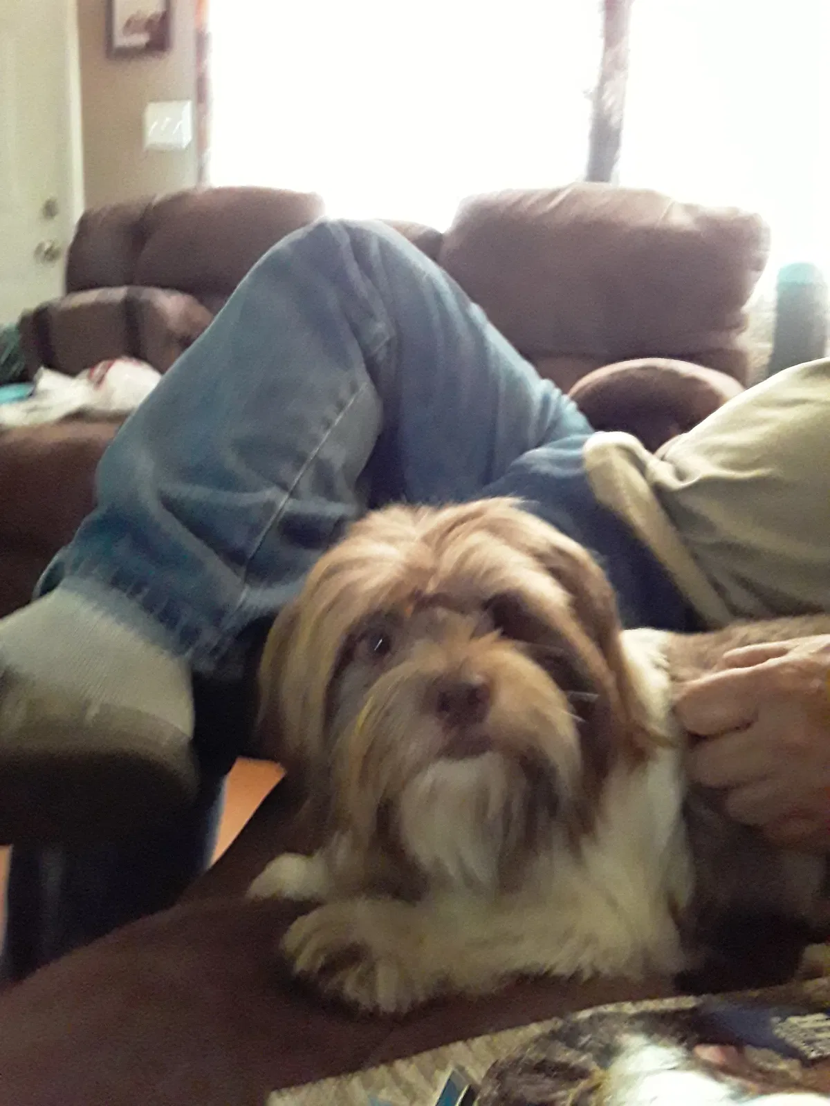 Lost dog in Paragould, AR, 72450