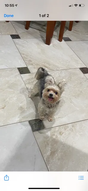 Lost dog in Mount Dora, FL, 32757